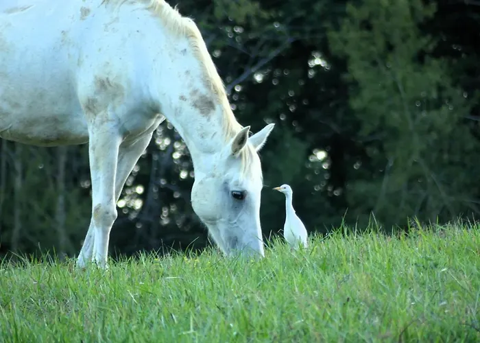 Bed and breakfast Domaine De Calabel *