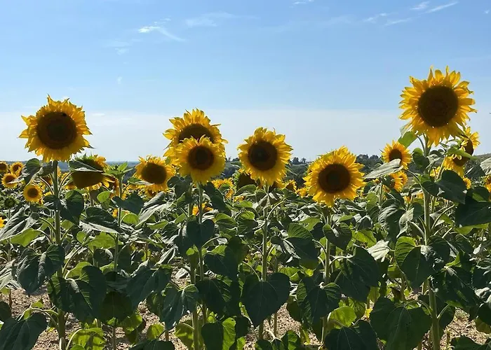 Bed and breakfast Domaine De Calabel *