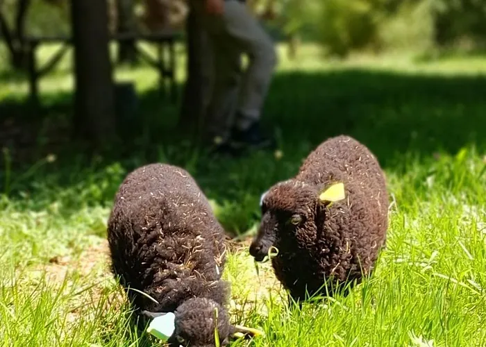 Domaine De Calabel Bed and breakfast