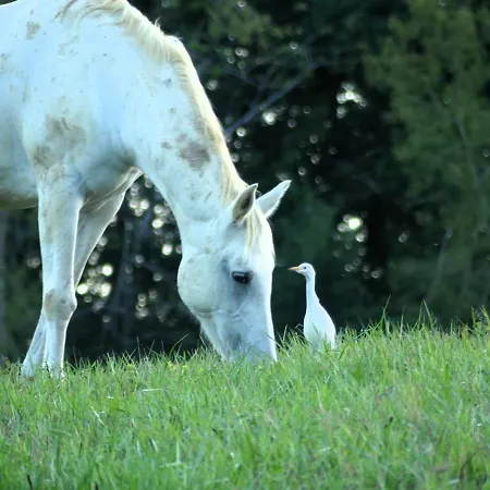 فندق مبيت وإفطار Domaine De Calabel *