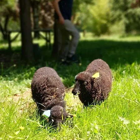 Domaine De Calabel 住宿加早餐酒店